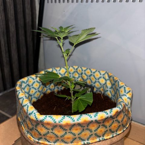 Fresh Lemonade (Super Lemon Haze) growlog photo: 23:59 nochmal gut gesprüht 23,7 Grad Temperatur runter geregelt für Nacht