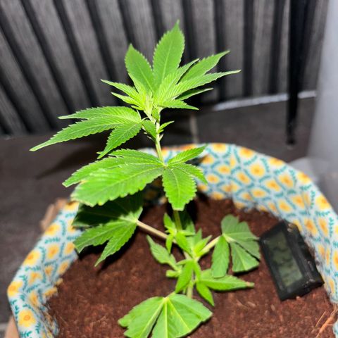 Fresh Lemonade (Super Lemon Haze) growlog photo: 23:59 nochmal gut gesprüht 23,7 Grad Temperatur runter geregelt für Nacht