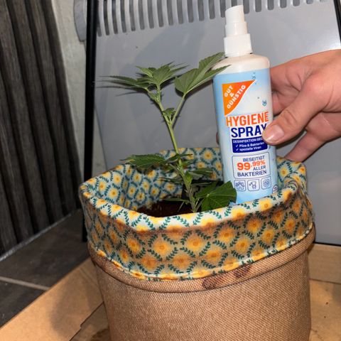 Fresh Lemonade (Super Lemon Haze) growlog photo: 23:59 nochmal gut gesprüht 23,7 Grad Temperatur runter geregelt für Nacht