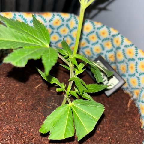 Fresh Lemonade (Super Lemon Haze) growlog photo: 23:59 nochmal gut gesprüht 23,7 Grad Temperatur runter geregelt für Nacht