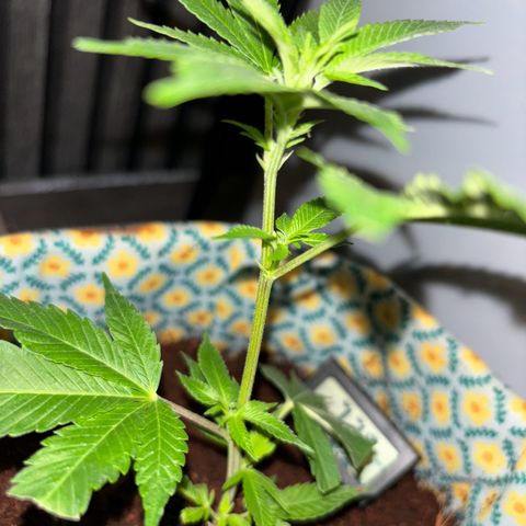 Fresh Lemonade (Super Lemon Haze) growlog photo: 23:59 nochmal gut gesprüht 23,7 Grad Temperatur runter geregelt für Nacht