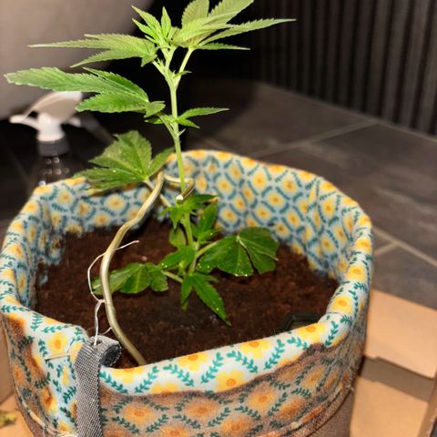 Fresh Lemonade (Super Lemon Haze) growlog photo: 00:41 Gerade gebogen weil sie schräg gewachsen ist. Mache Lampe noch gerade