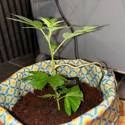 Fresh Lemonade (Super Lemon Haze) growlog photo: 00:41 Gerade gebogen weil sie schräg gewachsen ist. Mache Lampe noch gerade