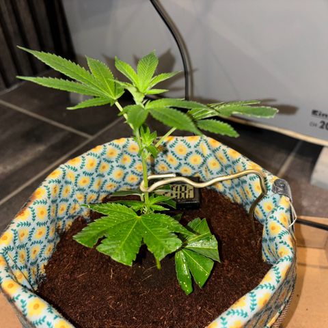 Fresh Lemonade (Super Lemon Haze) growlog photo: 00:41 Gerade gebogen weil sie schräg gewachsen ist. Mache Lampe noch gerade