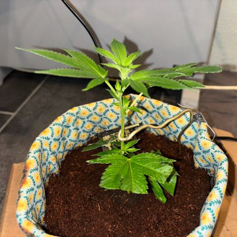 Fresh Lemonade (Super Lemon Haze) growlog photo: 00:41 Gerade gebogen weil sie schräg gewachsen ist. Mache Lampe noch gerade