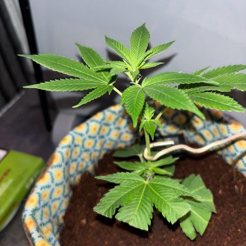 Fresh Lemonade (Super Lemon Haze) growlog photo: 23:47 Uhr