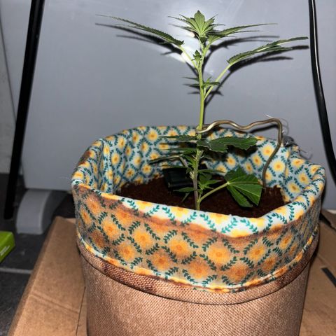 Fresh Lemonade (Super Lemon Haze) growlog photo: 23:47 Uhr