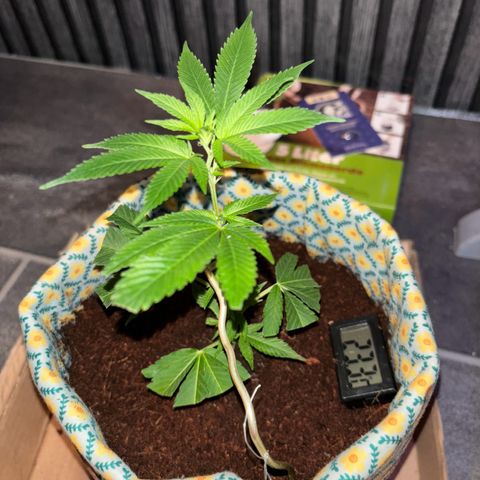 Fresh Lemonade (Super Lemon Haze) growlog photo: 23:47 Uhr