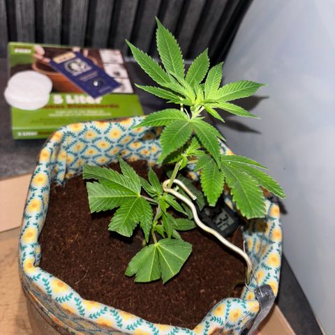 Fresh Lemonade (Super Lemon Haze) growlog photo: 23:47 Uhr