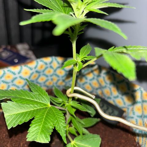 Fresh Lemonade (Super Lemon Haze) growlog photo: 23:47 Uhr