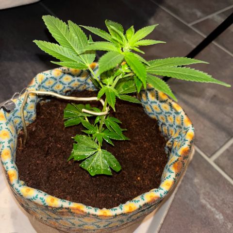 Fresh Lemonade (Super Lemon Haze) growlog photo: 23:40 Uhr