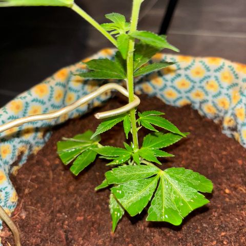 Fresh Lemonade (Super Lemon Haze) growlog photo: 23:40 Uhr