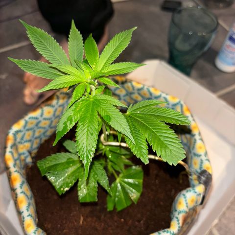 Fresh Lemonade (Super Lemon Haze) growlog photo: 23:40 Uhr