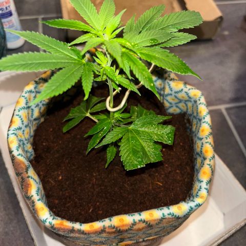 Fresh Lemonade (Super Lemon Haze) growlog photo: 23:40 Uhr
