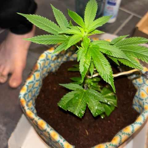 Fresh Lemonade (Super Lemon Haze) growlog photo: 23:40 Uhr