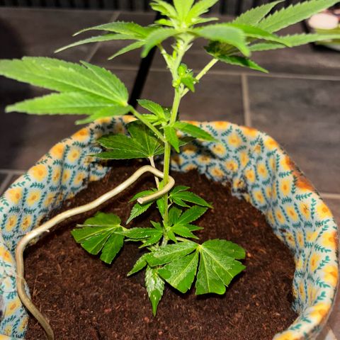 Fresh Lemonade (Super Lemon Haze) growlog photo: 23:40 Uhr