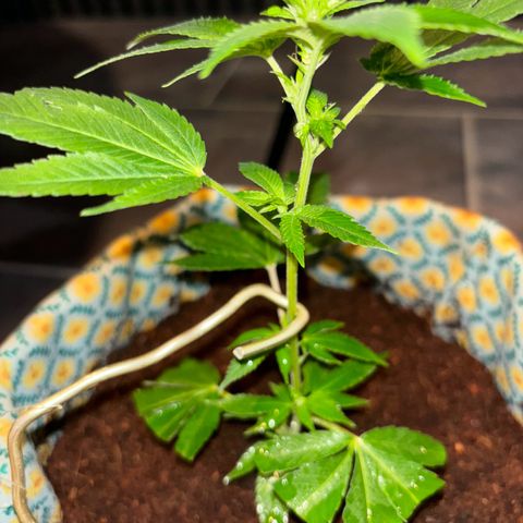 Fresh Lemonade (Super Lemon Haze) growlog photo: 23:40 Uhr