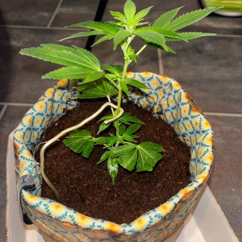 Fresh Lemonade (Super Lemon Haze) growlog photo: 23:40 Uhr