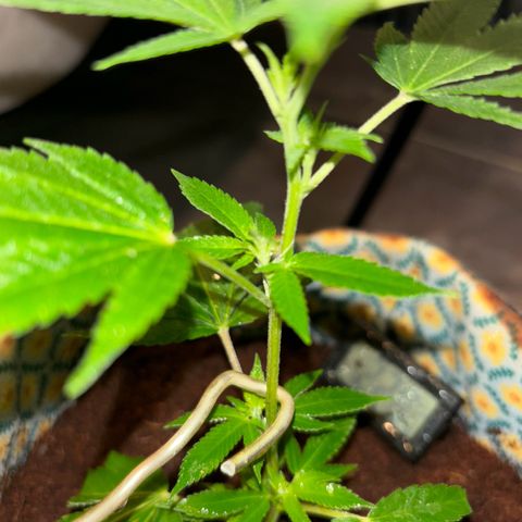 Fresh Lemonade (Super Lemon Haze) growlog photo: 01:40 Uhr Nachts (eigentlich 10.05)