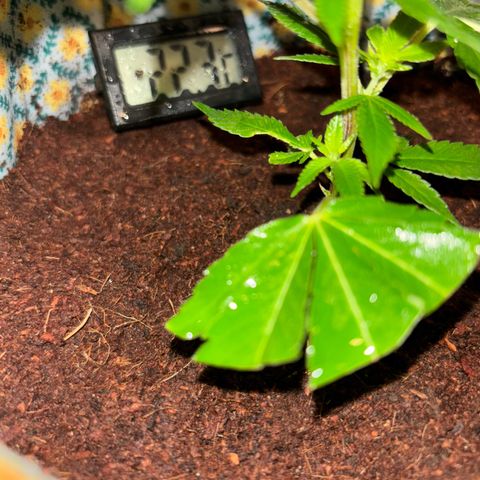 Fresh Lemonade (Super Lemon Haze) growlog photo: 01:40 Uhr Nachts (eigentlich 10.05)
