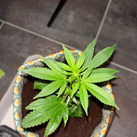 Fresh Lemonade (Super Lemon Haze) growlog photo: 01:40 Uhr Nachts (eigentlich 10.05)