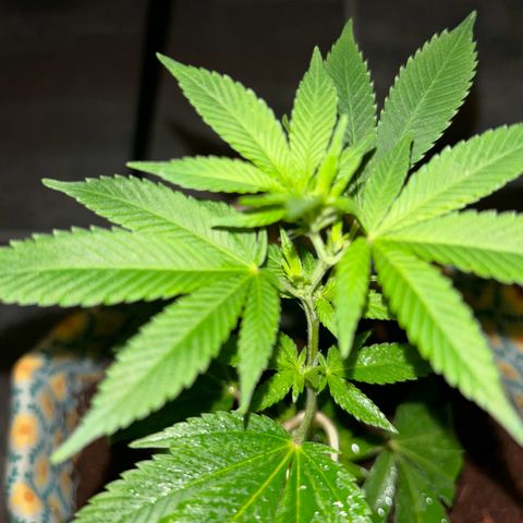 Fresh Lemonade (Super Lemon Haze) growlog photo: 01:40 Uhr Nachts (eigentlich 10.05)