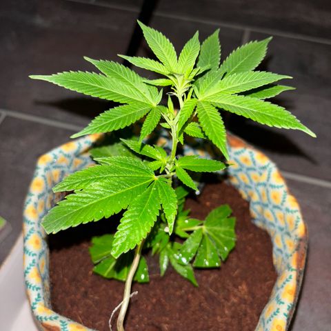 Fresh Lemonade (Super Lemon Haze) growlog photo: 01:40 Uhr Nachts (eigentlich 10.05)