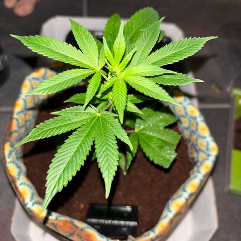Fresh Lemonade (Super Lemon Haze) growlog photo: 01:40 Uhr Nachts (eigentlich 10.05)