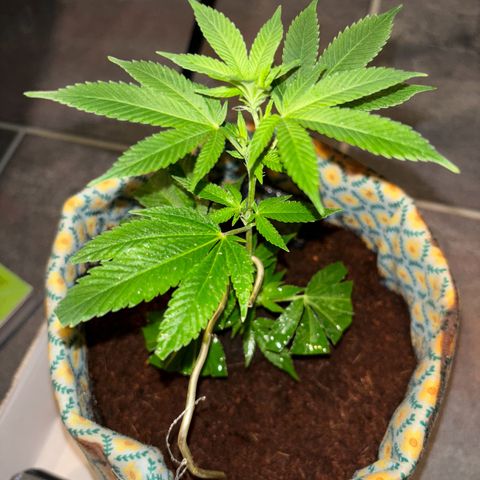 Fresh Lemonade (Super Lemon Haze) growlog photo: 01:40 Uhr Nachts (eigentlich 10.05)