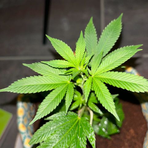 Fresh Lemonade (Super Lemon Haze) growlog photo: 01:40 Uhr Nachts (eigentlich 10.05)