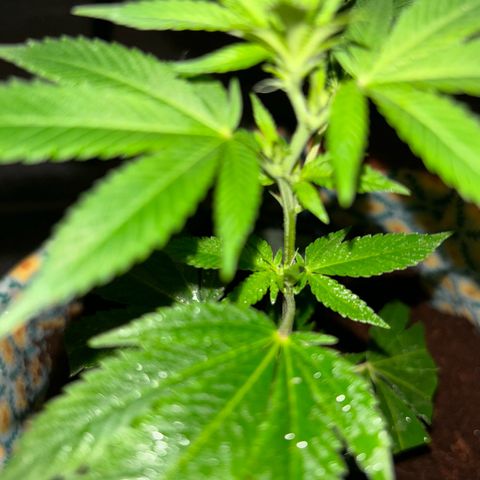 Fresh Lemonade (Super Lemon Haze) growlog photo: 01:40 Uhr Nachts (eigentlich 10.05)