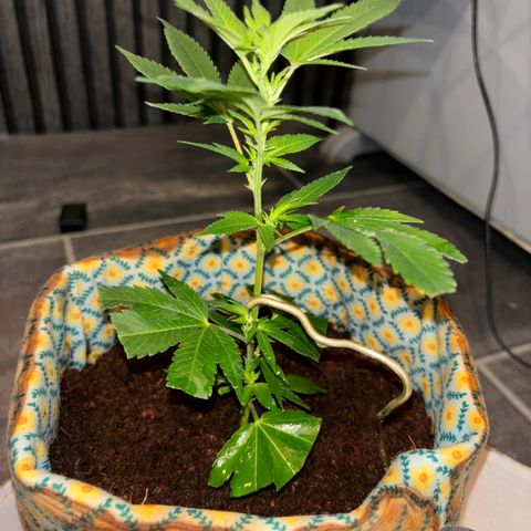 Fresh Lemonade (Super Lemon Haze) growlog photo: 15:20