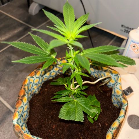 Fresh Lemonade (Super Lemon Haze) growlog photo: 15:20