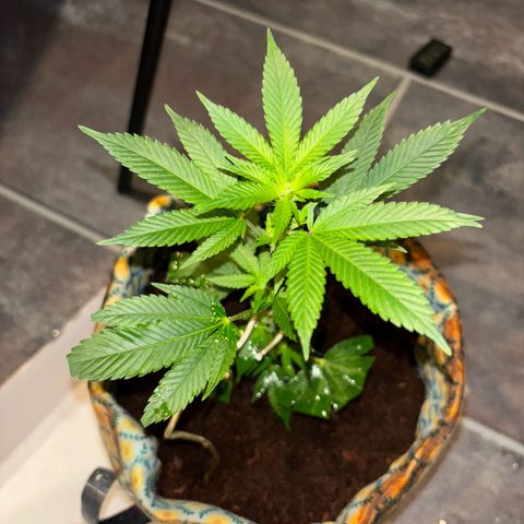 Fresh Lemonade (Super Lemon Haze) growlog photo: 15:20