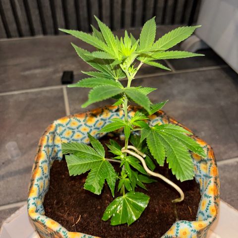 Fresh Lemonade (Super Lemon Haze) growlog photo: 15:20