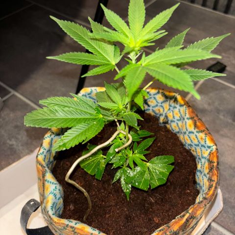 Fresh Lemonade (Super Lemon Haze) growlog photo: 15:20