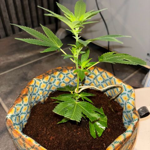 Fresh Lemonade (Super Lemon Haze) growlog photo: 15:20