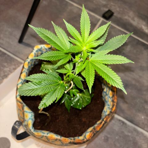 Fresh Lemonade (Super Lemon Haze) growlog photo: 15:20