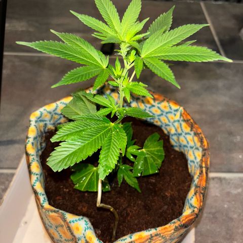 Fresh Lemonade (Super Lemon Haze) growlog photo: 15:20