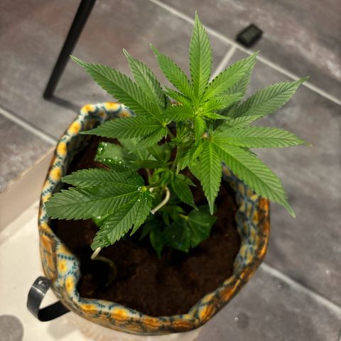 Fresh Lemonade (Super Lemon Haze) growlog photo: 15:20