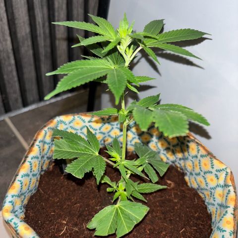 Fresh Lemonade (Super Lemon Haze) growlog photo: 01:30 Uhr (eigentlich 11.05)