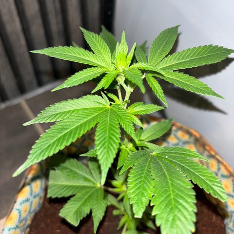 Fresh Lemonade (Super Lemon Haze) growlog photo: 01:30 Uhr (eigentlich 11.05)