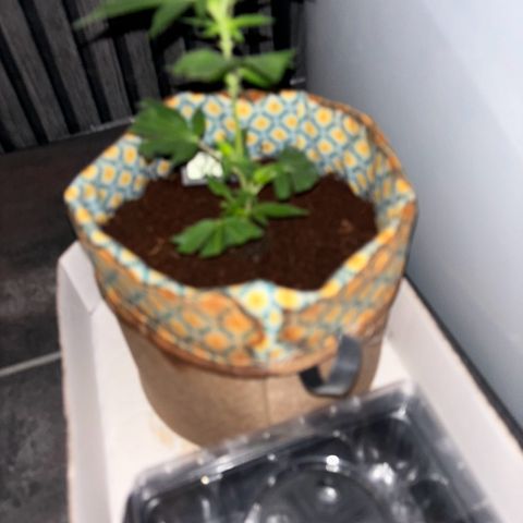 Fresh Lemonade (Super Lemon Haze) growlog photo: 01:30 Uhr (eigentlich 11.05)