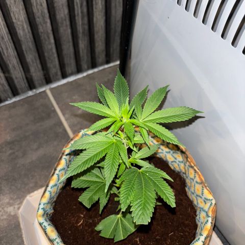 Fresh Lemonade (Super Lemon Haze) growlog photo: 01:30 Uhr (eigentlich 11.05)