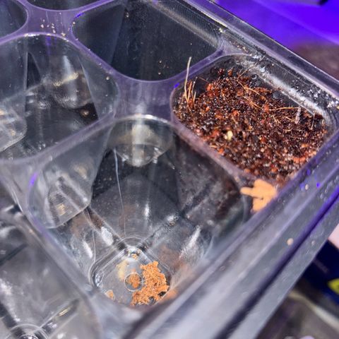 Skunki (Sensi Skunk Automatic) growlog photo: 15:20 Uhr Samen kommt raus