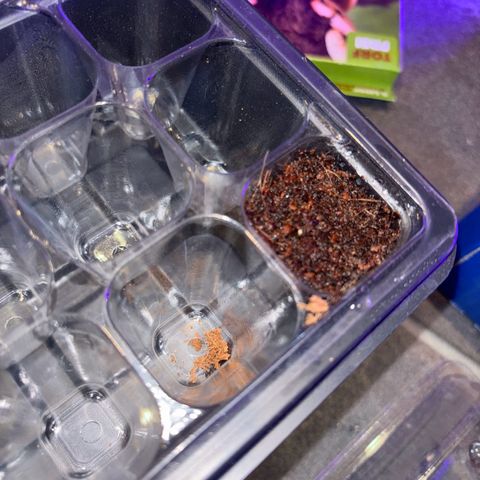 Skunki (Sensi Skunk Automatic) growlog photo: 15:20 Uhr Samen kommt raus