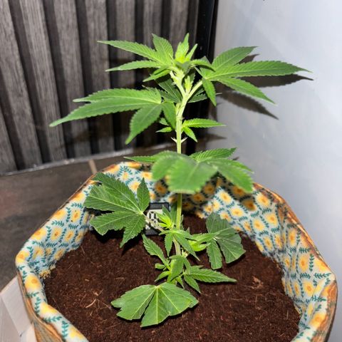 Fresh Lemonade (Super Lemon Haze) growlog photo: 01:30 Uhr (eigentlich 11.05)