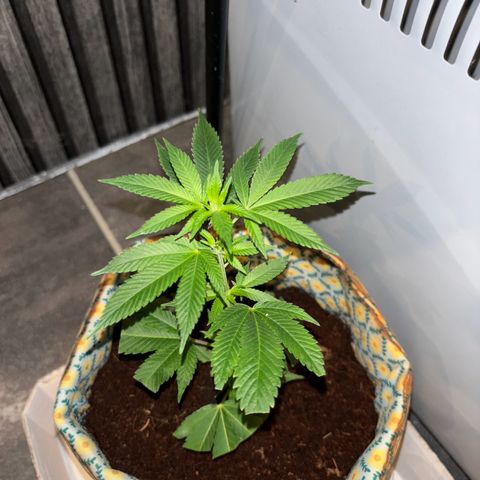 Fresh Lemonade (Super Lemon Haze) growlog photo: 01:30 Uhr (eigentlich 11.05)