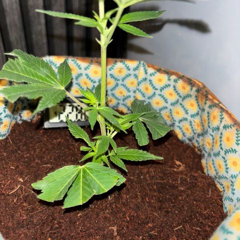 Fresh Lemonade (Super Lemon Haze) growlog photo: 01:30 Uhr (eigentlich 11.05)