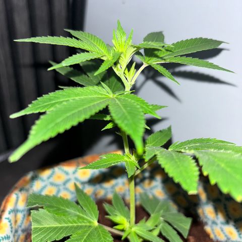 Fresh Lemonade (Super Lemon Haze) growlog photo: 01:30 Uhr (eigentlich 11.05)